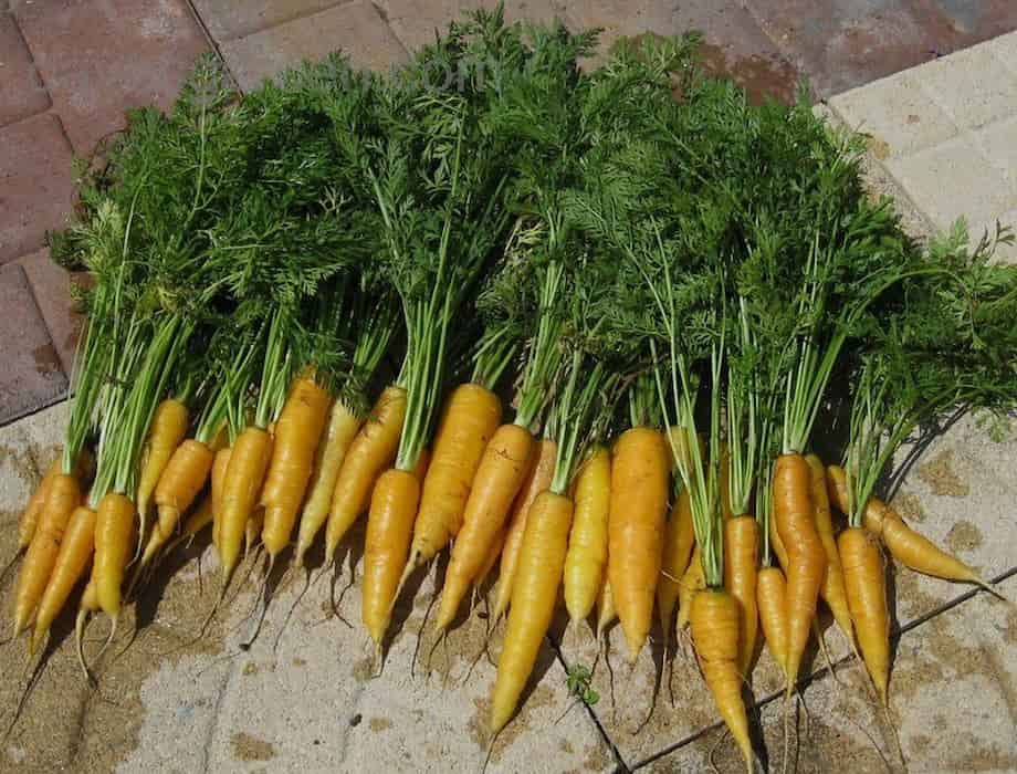 buy yellow carrots near me