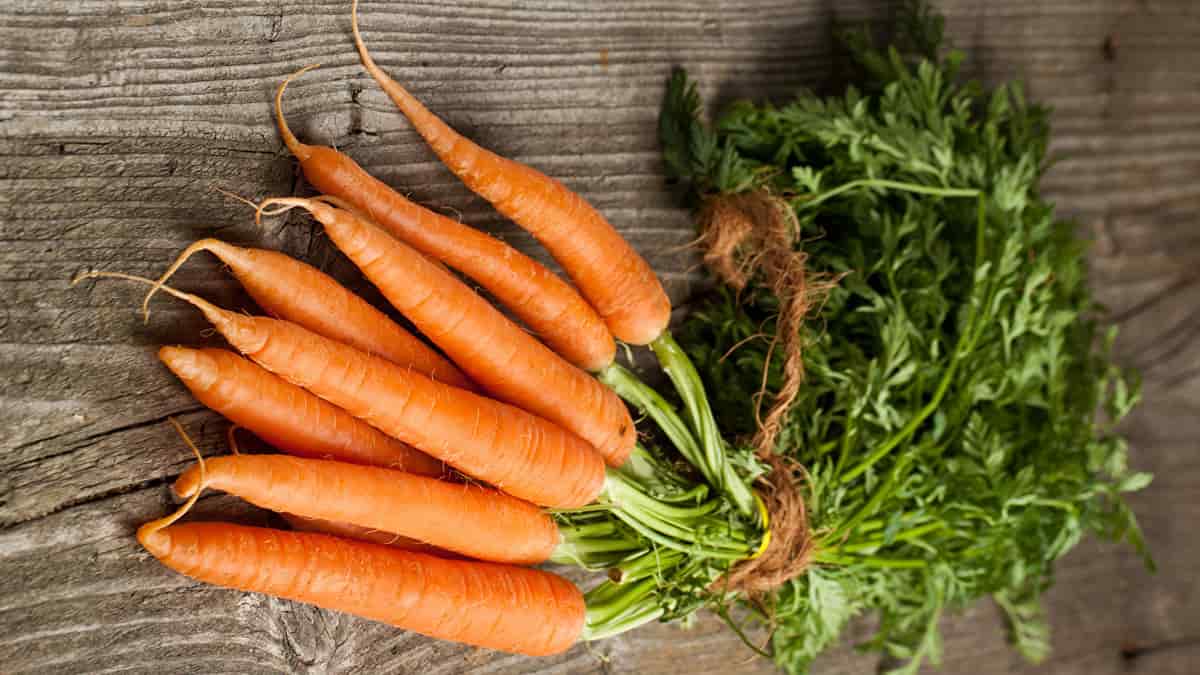 healthy Nantes carrots | Buy at a cheap price - Arad Branding