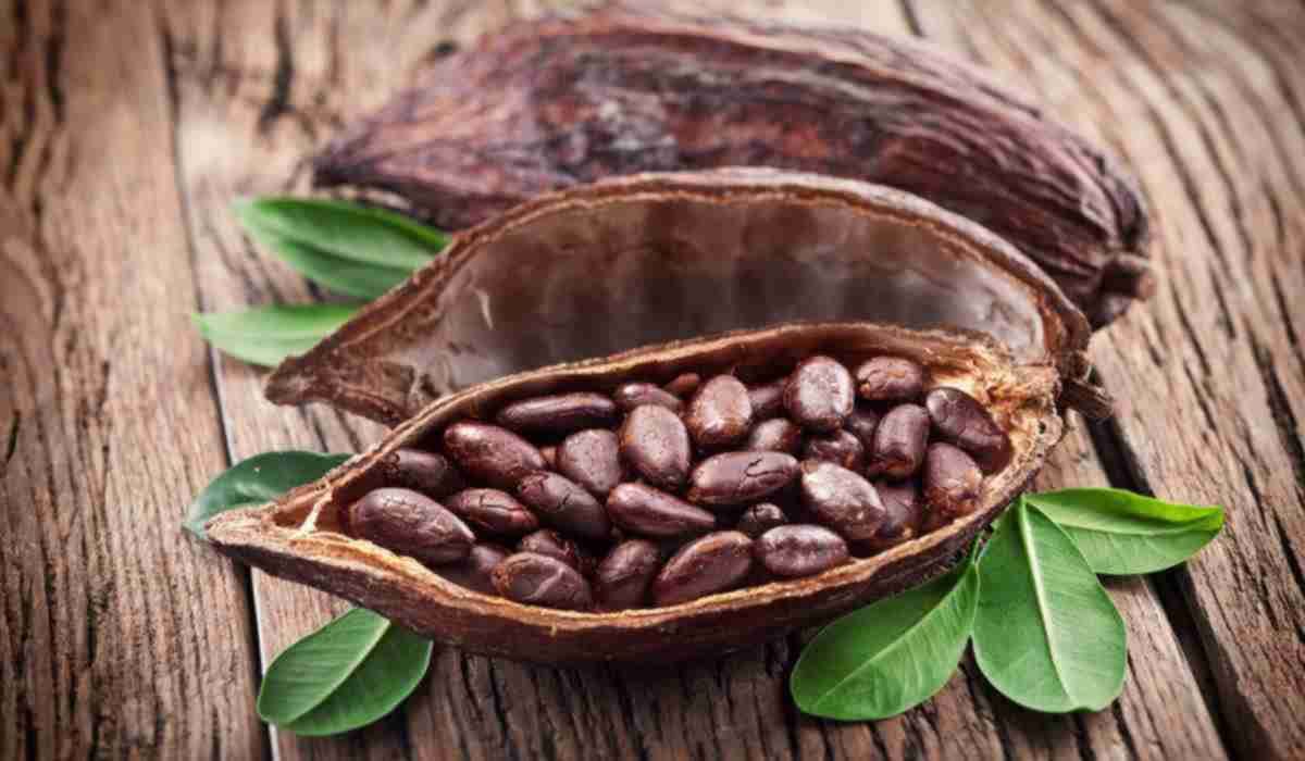 Cocoa health benefits and side effects
