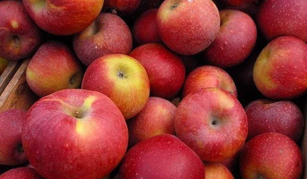 Buy organic Pink Lady apple + great price - Arad Branding