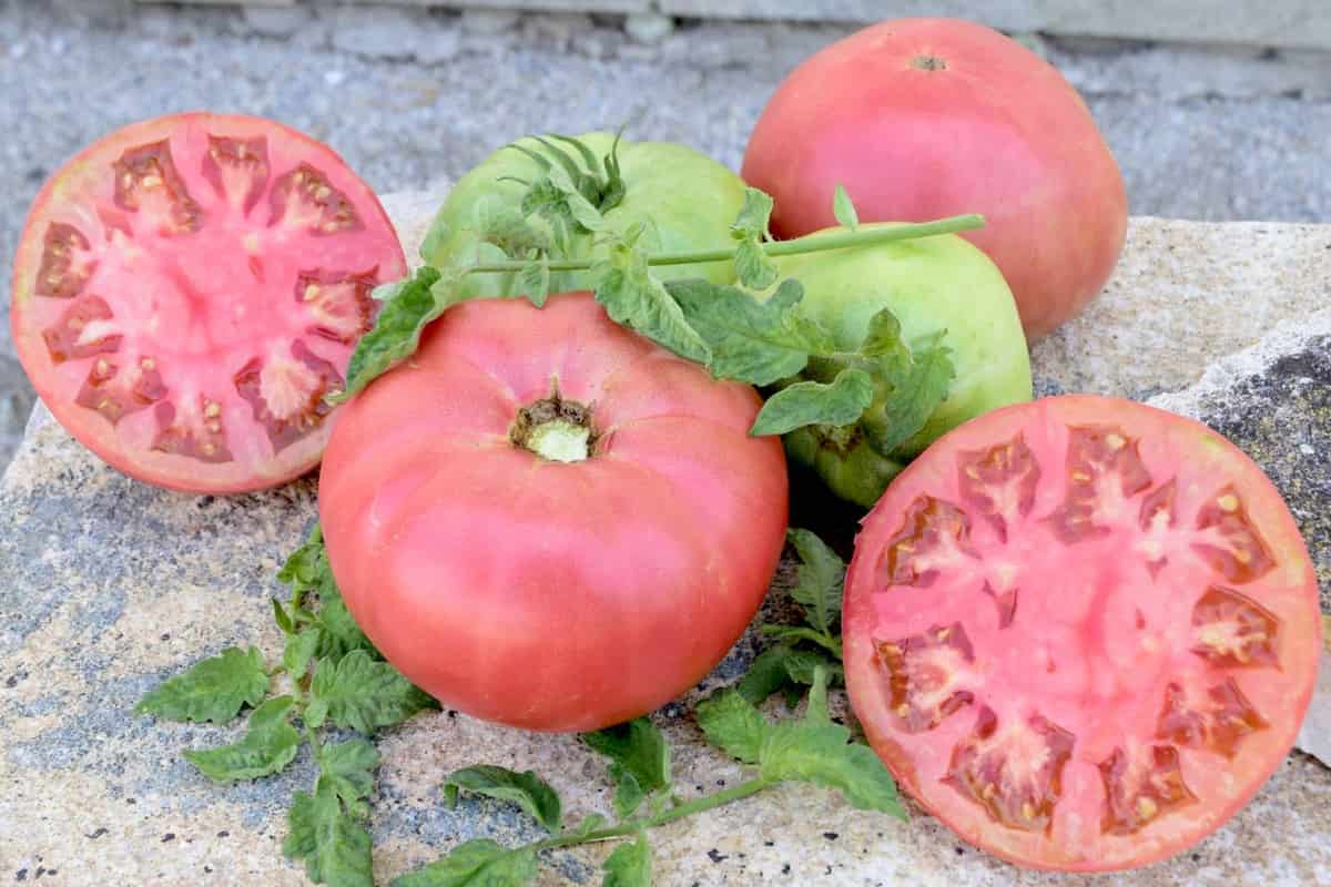 beefsteak tomato calories
