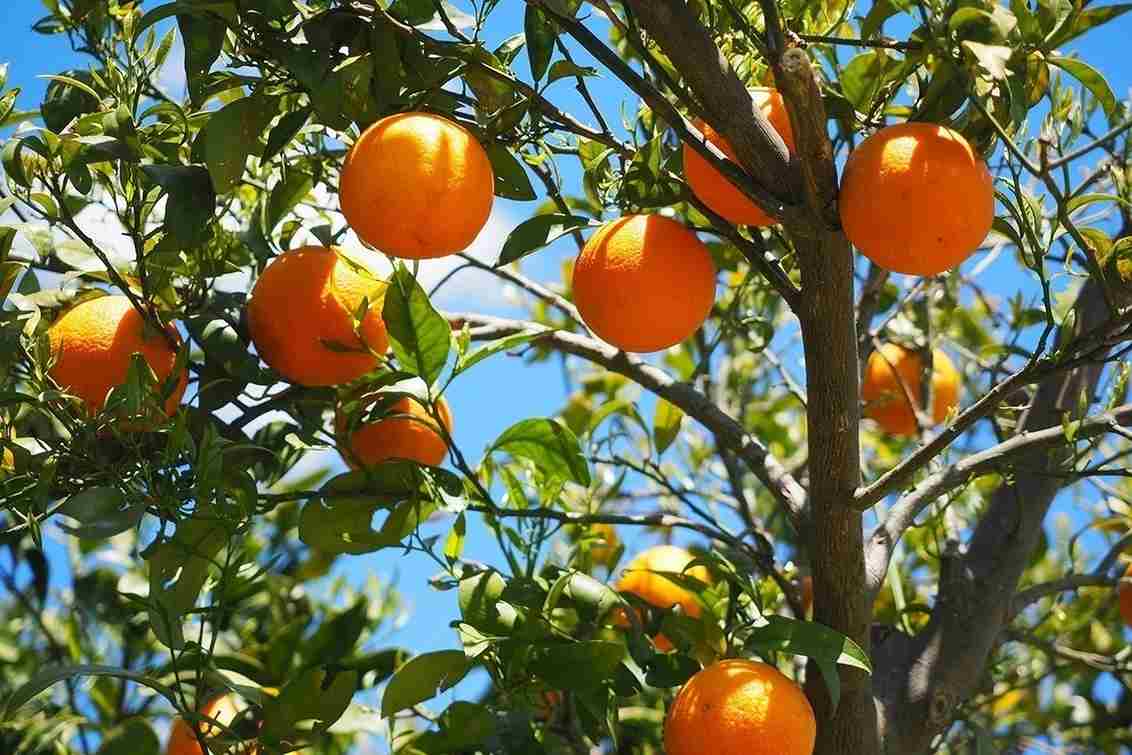 Sweet Orange Tree Characteristics