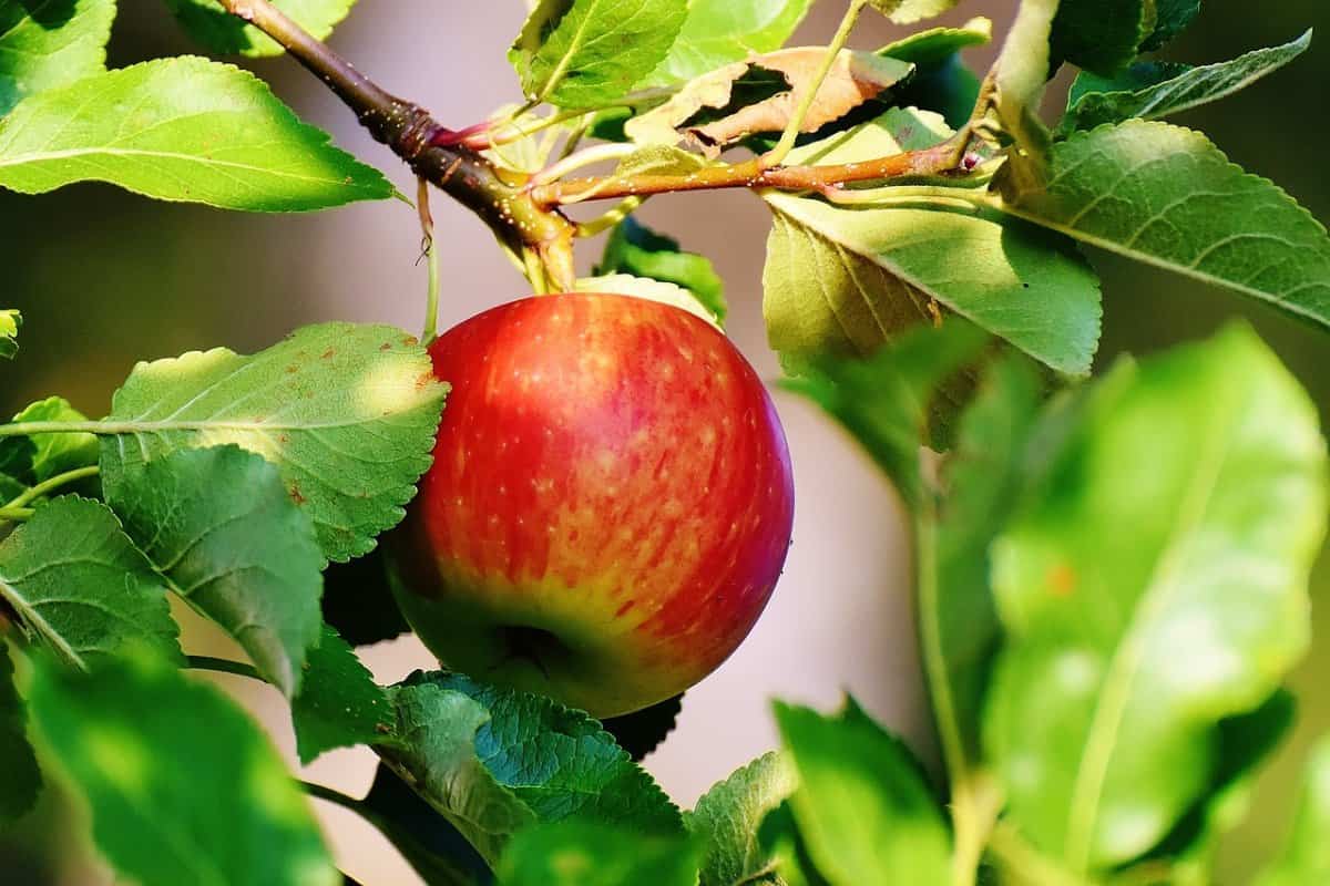 how to harvest apple