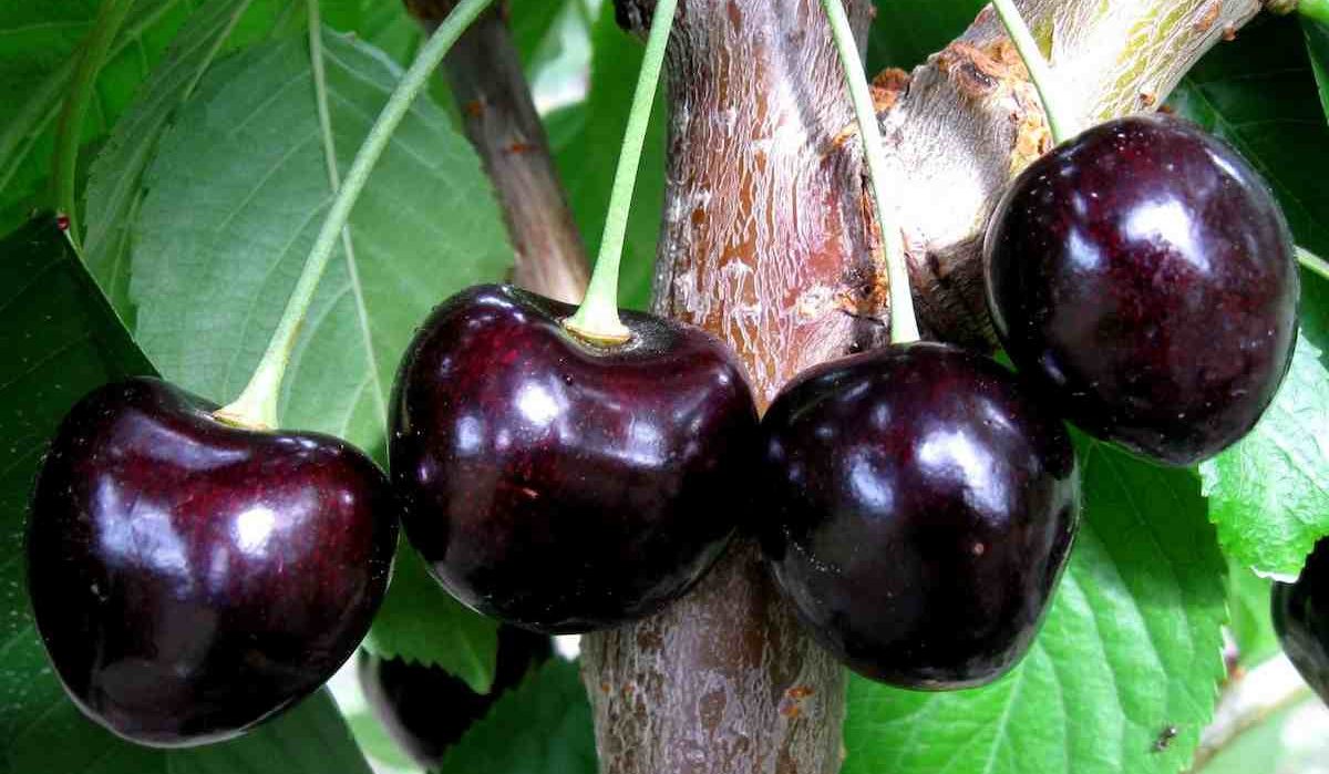 Black Tartarian Cherry Tree, Cherry 