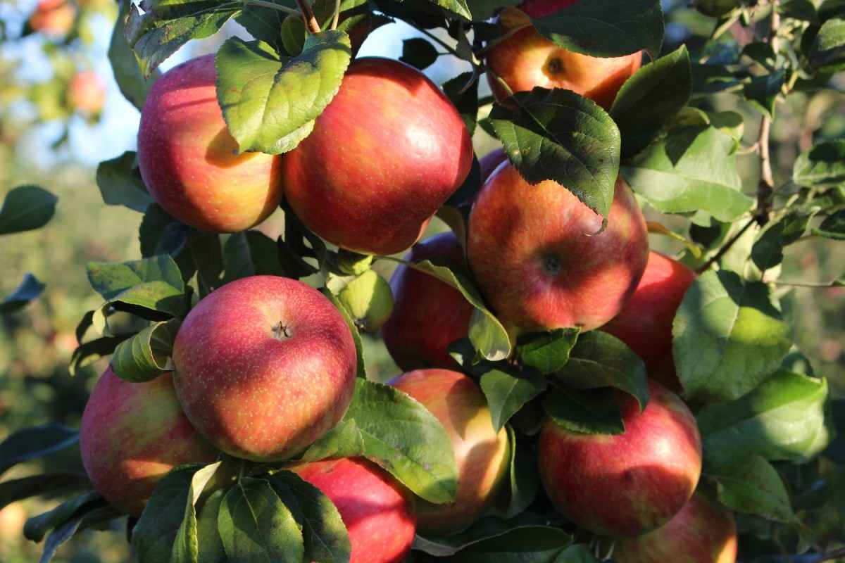 McIntosh apple tree planting - Arad Branding