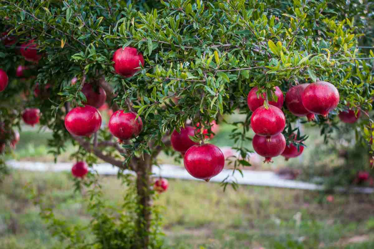 Sweet Pomegranate Tree