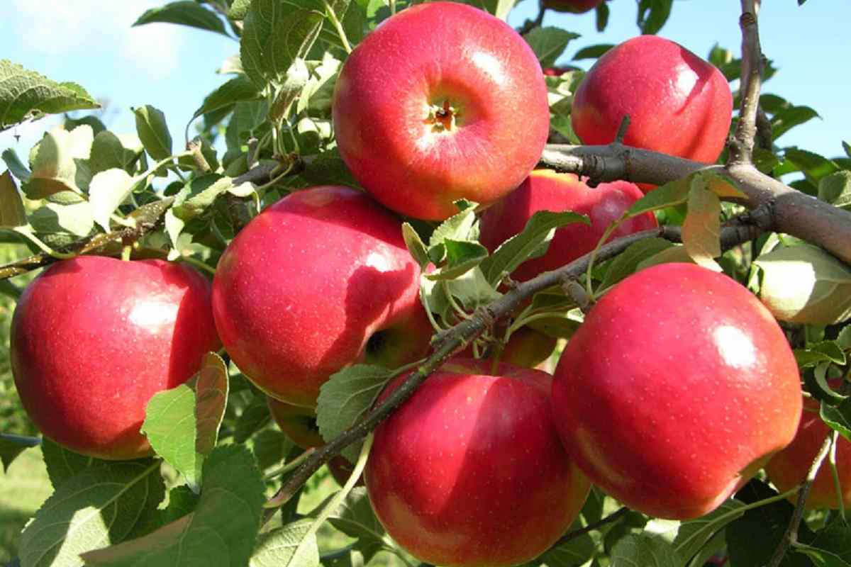 Красное раннее яблоня описание
