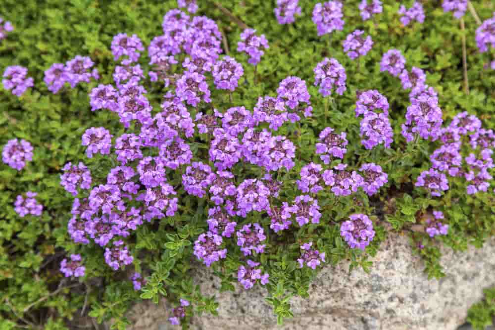 Selling creeping thyme online