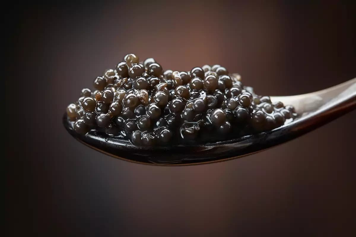 kaluga caviar 1 oz