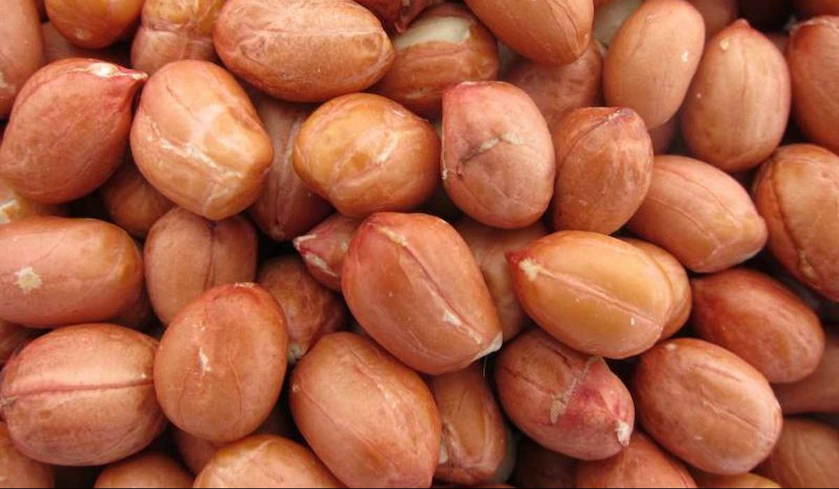 Raw Spanish peanuts for sale