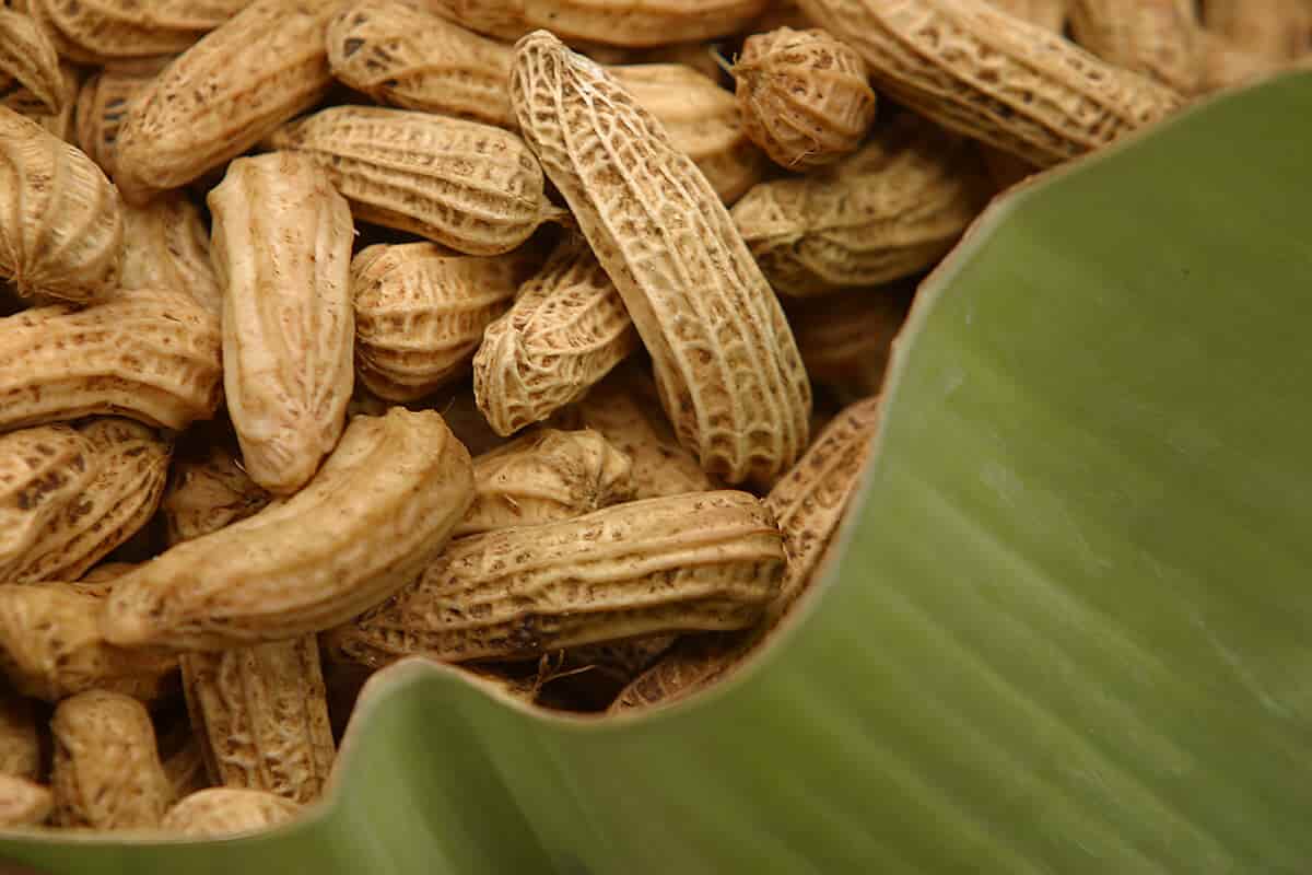 peanut benefits and side effects