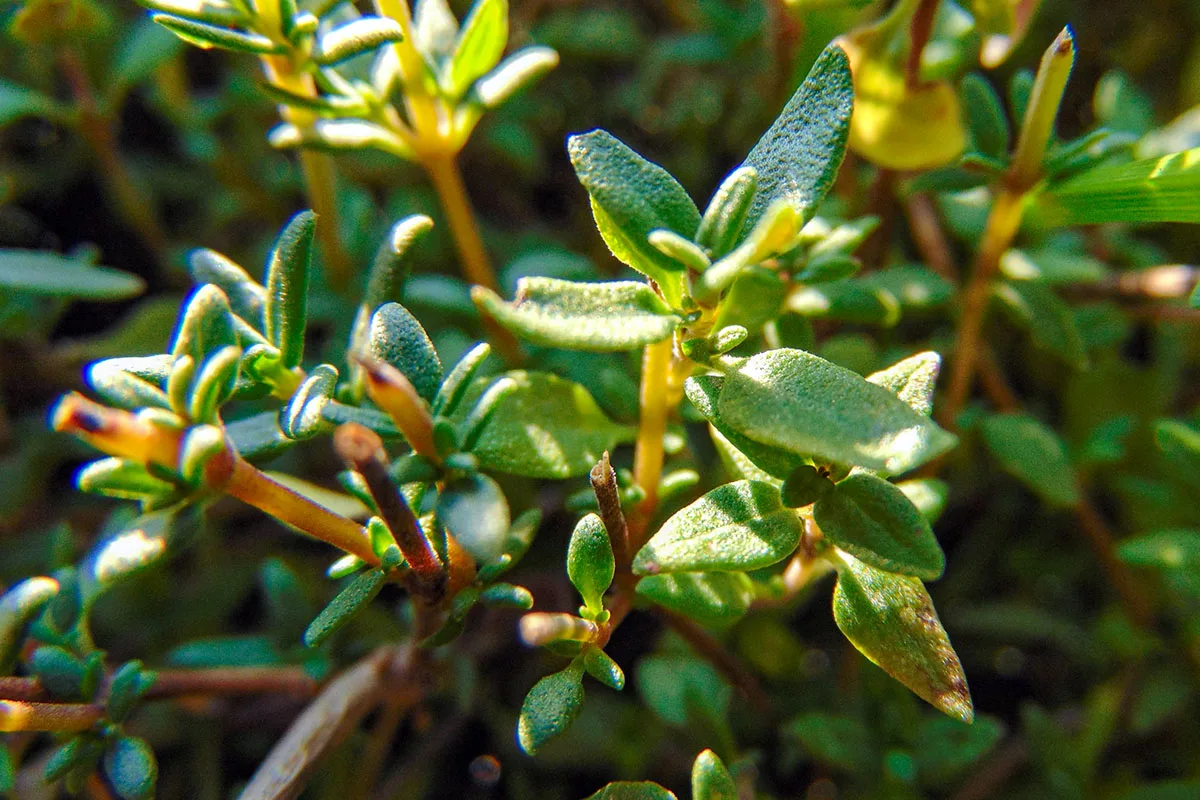 Benefits of thyme plant