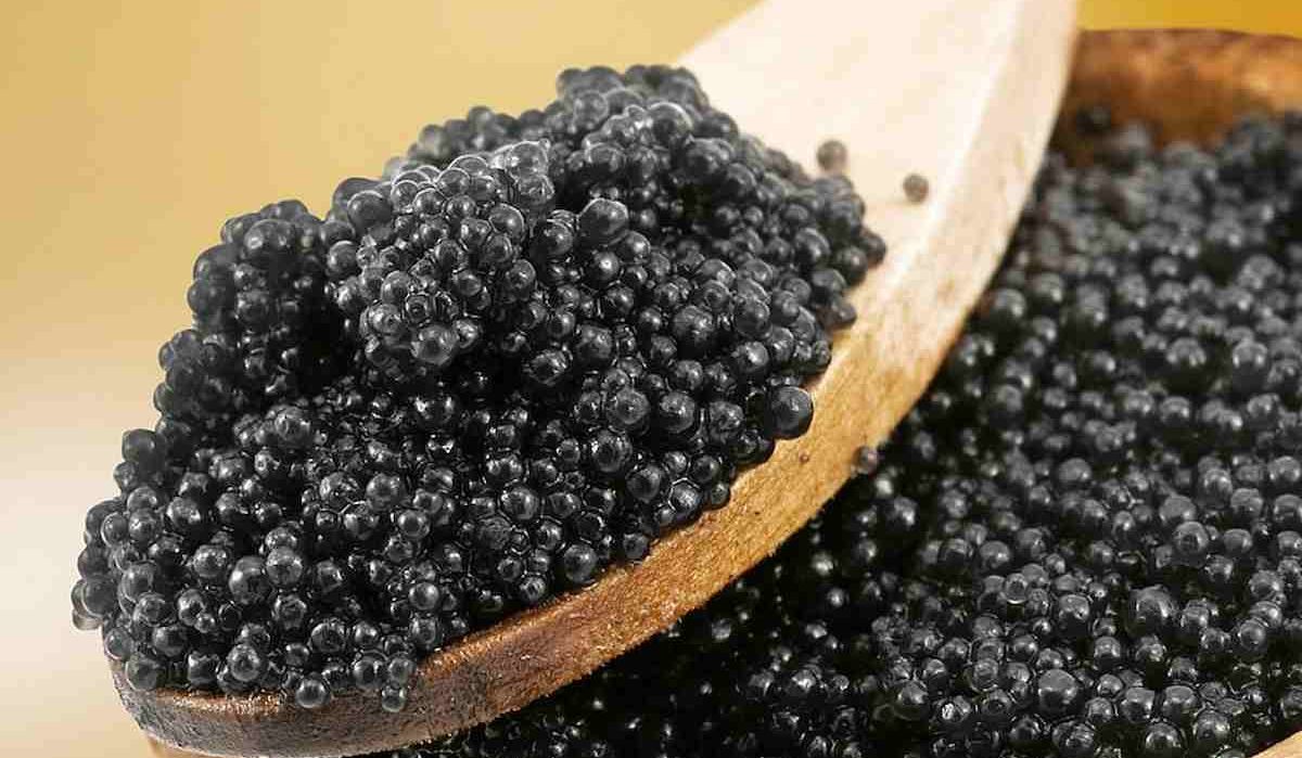 kaluga caviar singapore