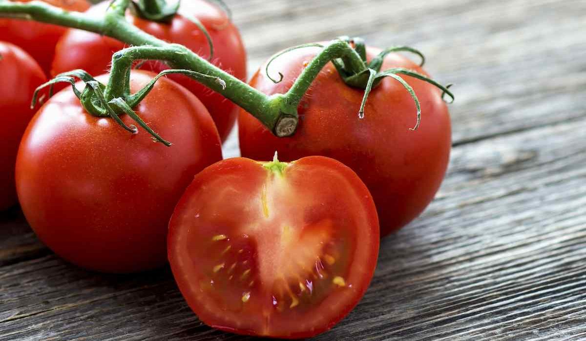 modern tomato crop management