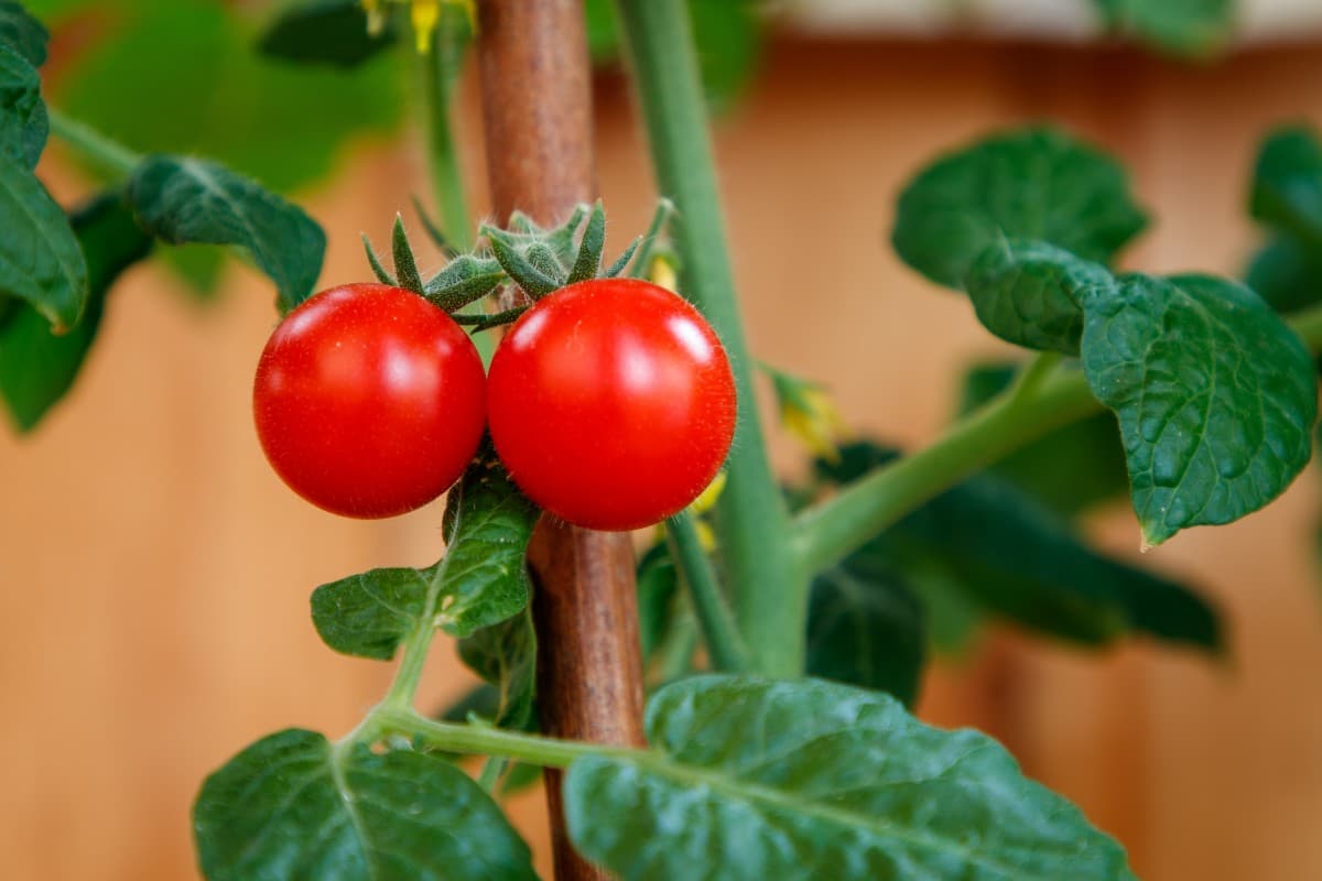 Tomato plant maintenance instructions and tips