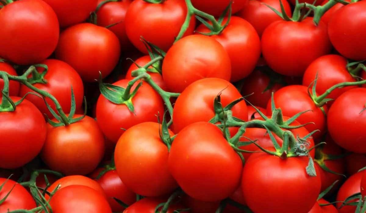 The best price for buying Tomato crop in USA - Arad Branding