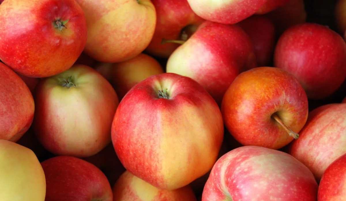 fresh Longfield apple fruit