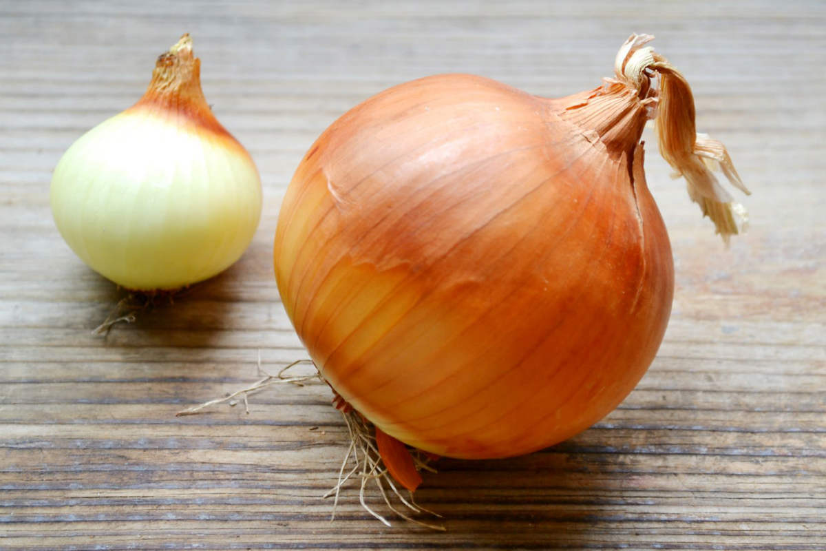 Benefits of onions to prevent colon cancer