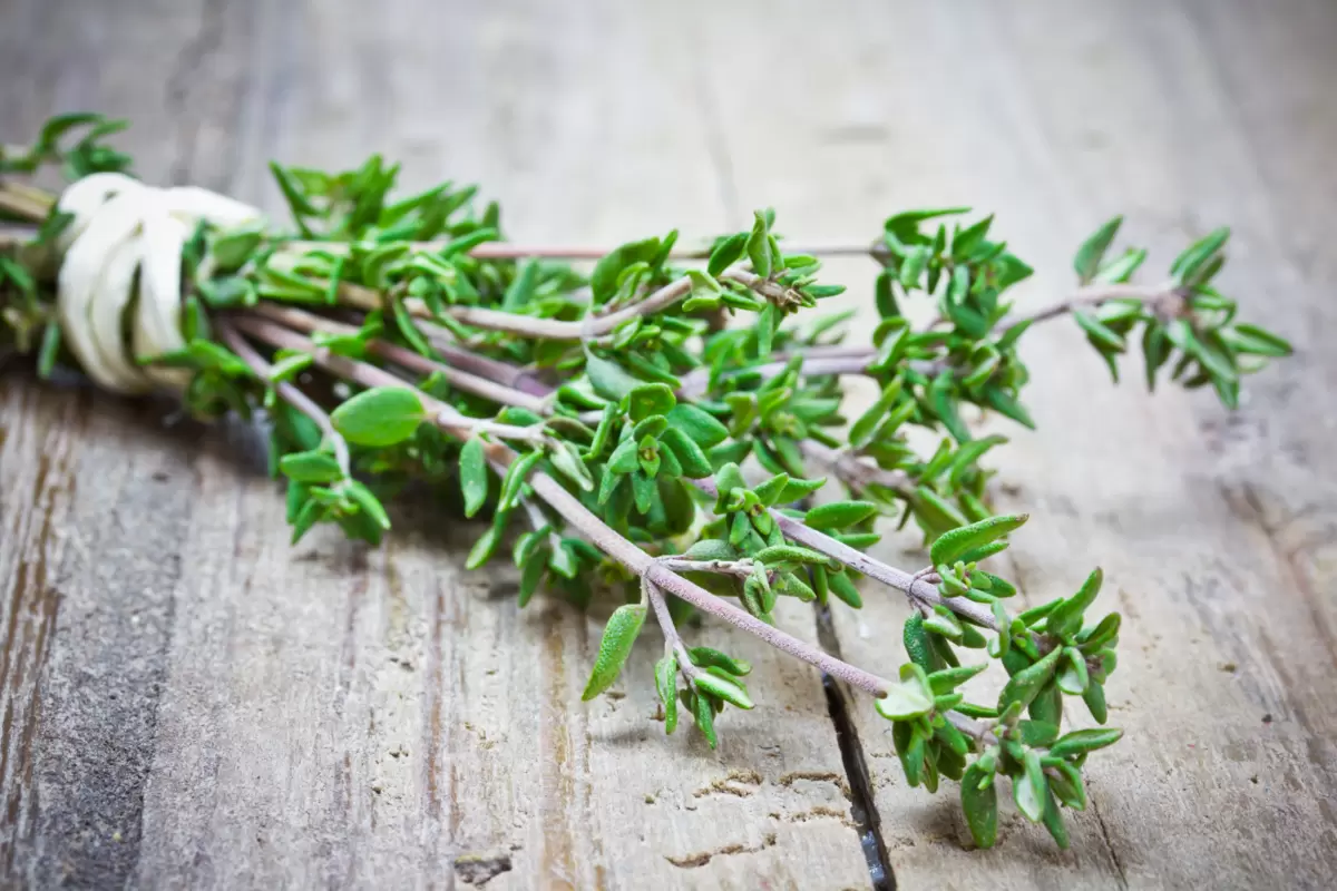 Thyme plant for cooking
