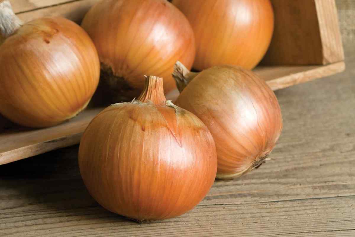Features of onions