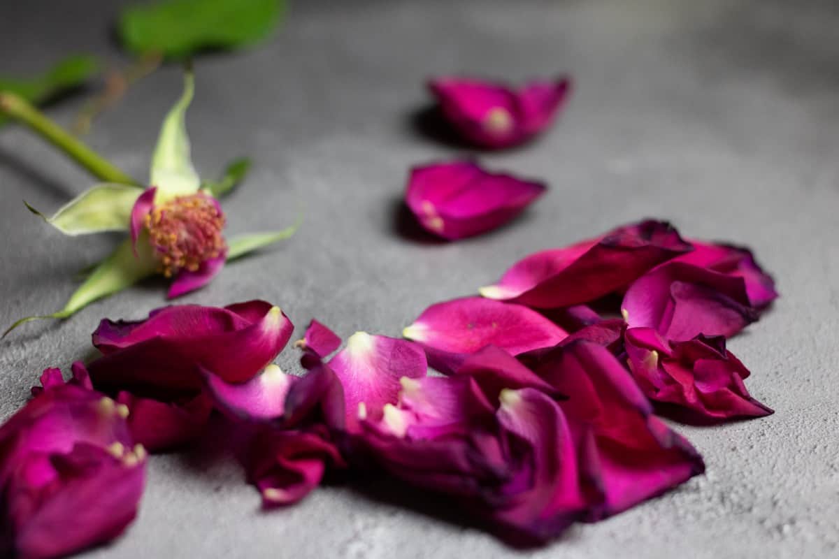 freeze dried rose petals for wedding