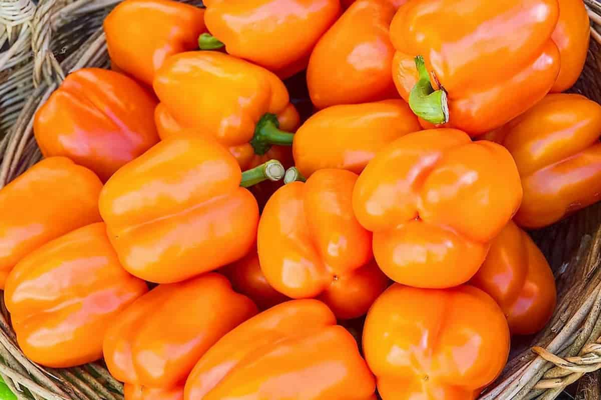 bell pepper benefits