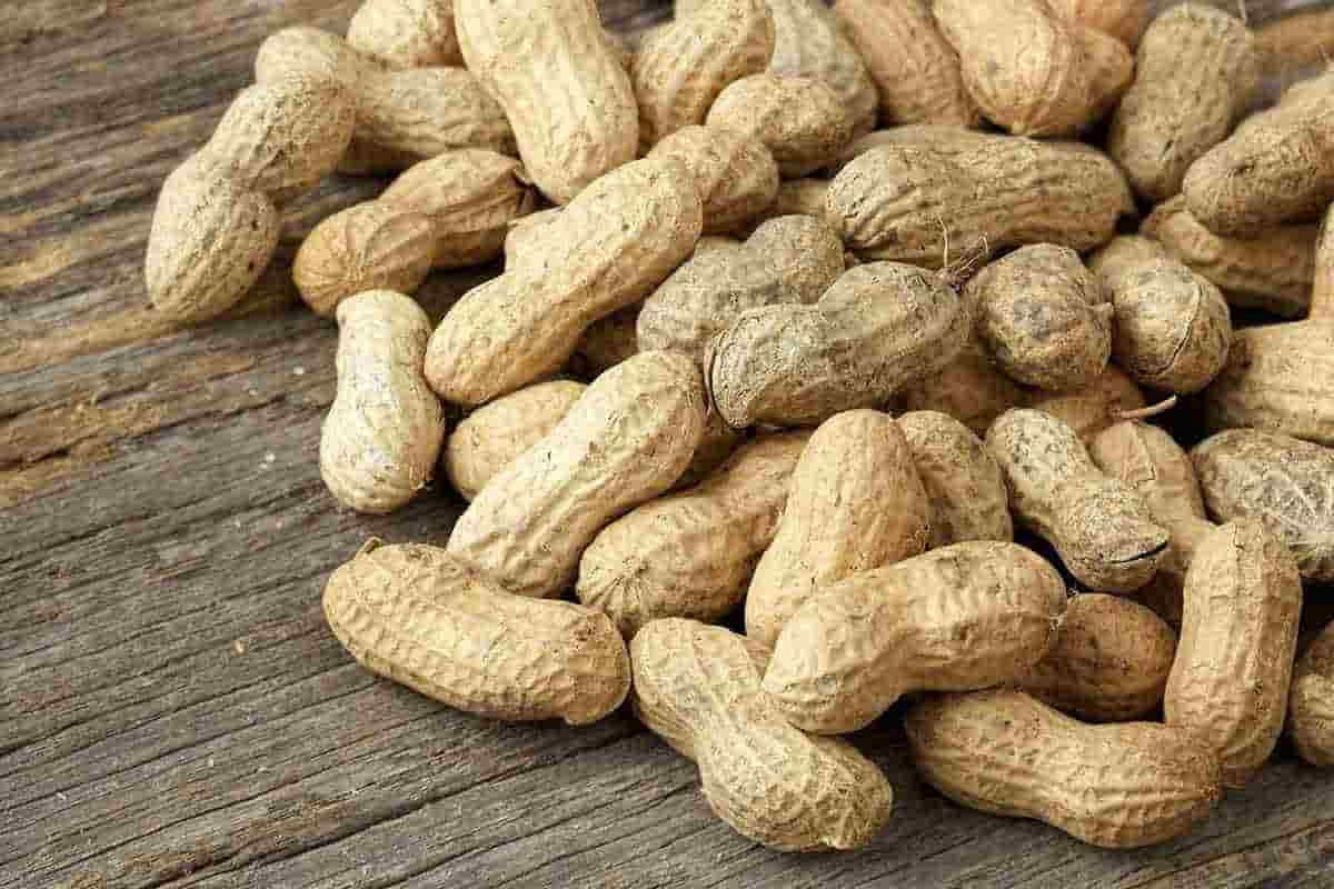 peanuts tree nuts allergy