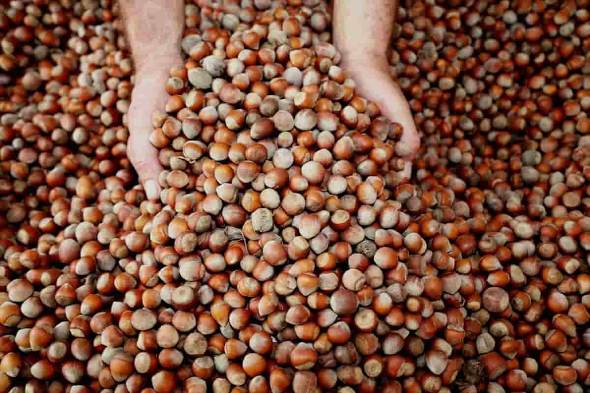 processed hazelnut kernels