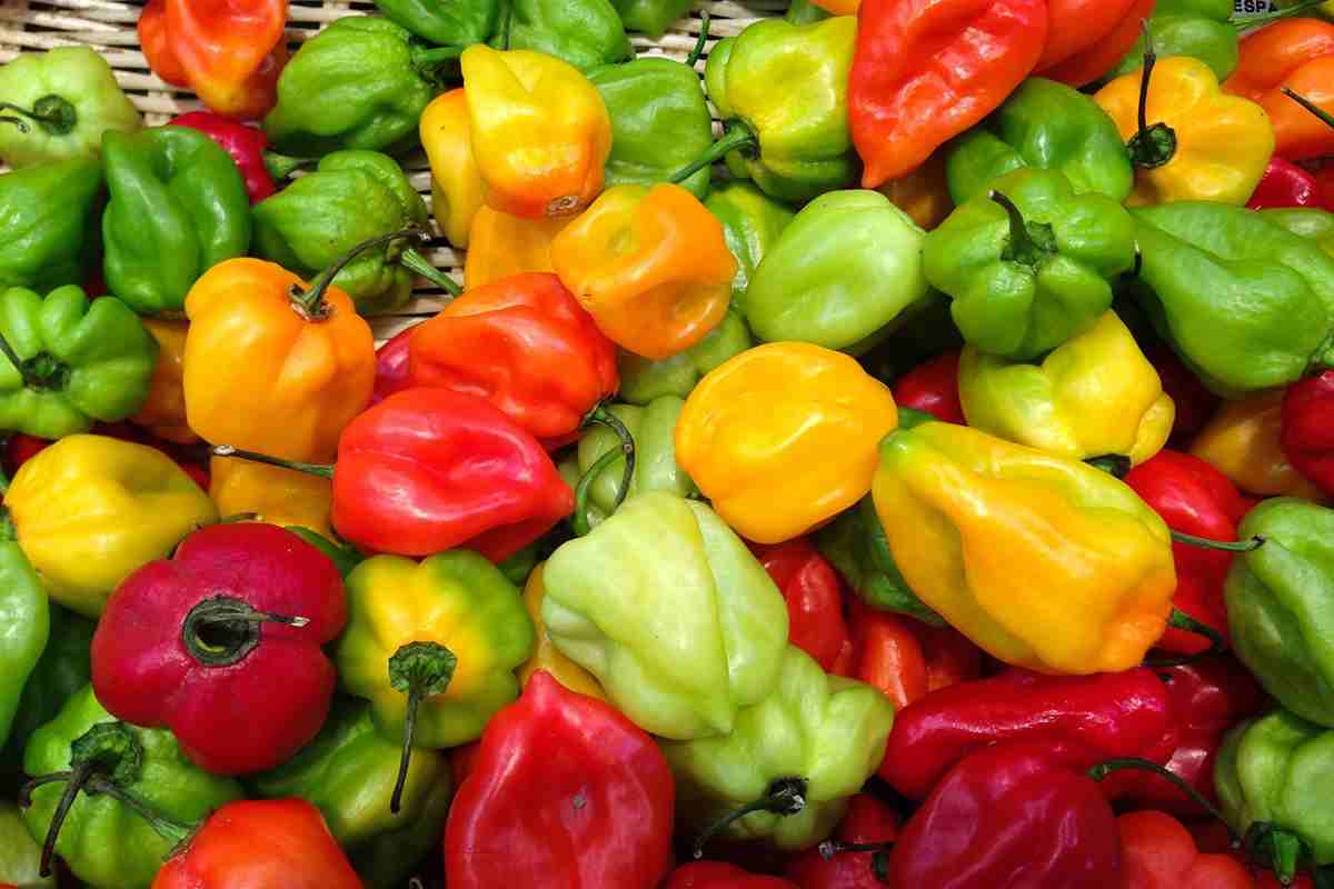 bell pepper nutritional information