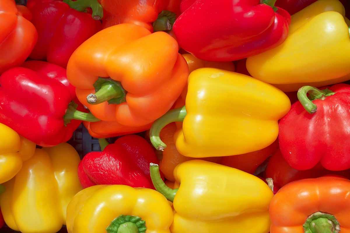 bell pepper price in india