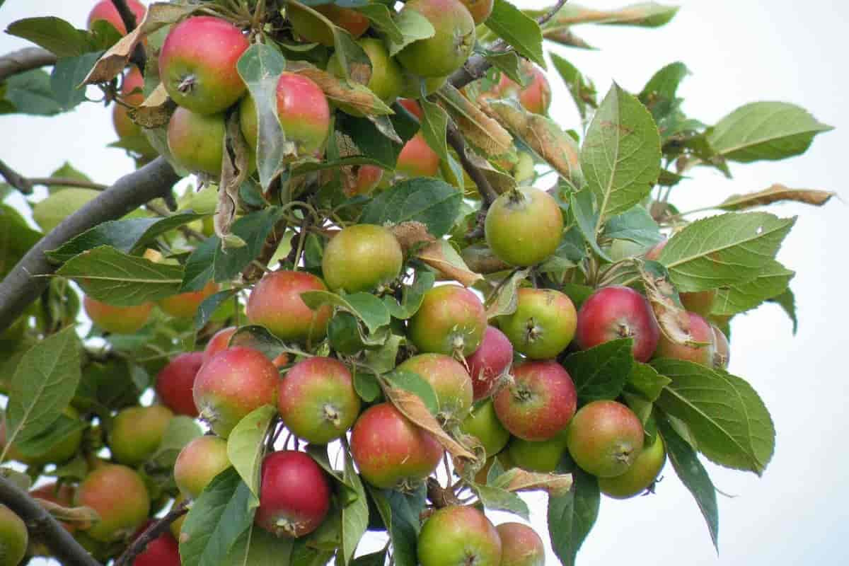 apple tree seeds