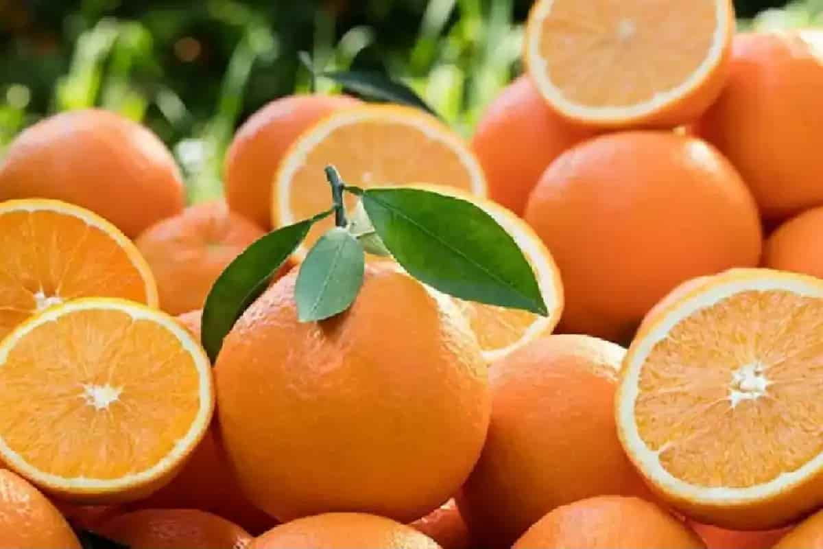 sale price list of Navel orange in January 2023