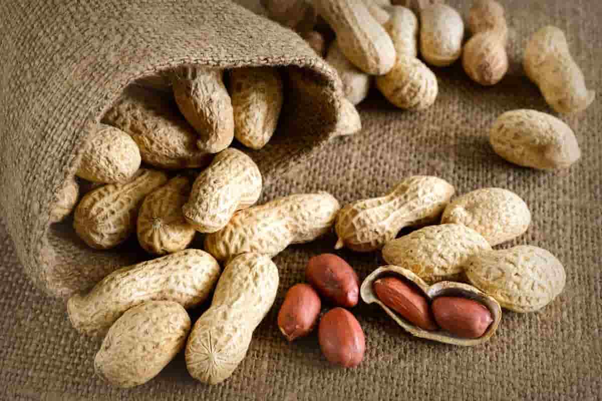 peanut kernel IMAGE