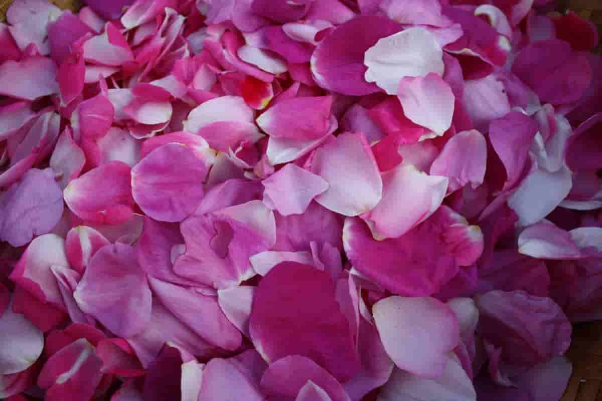 Rose petals spiritual