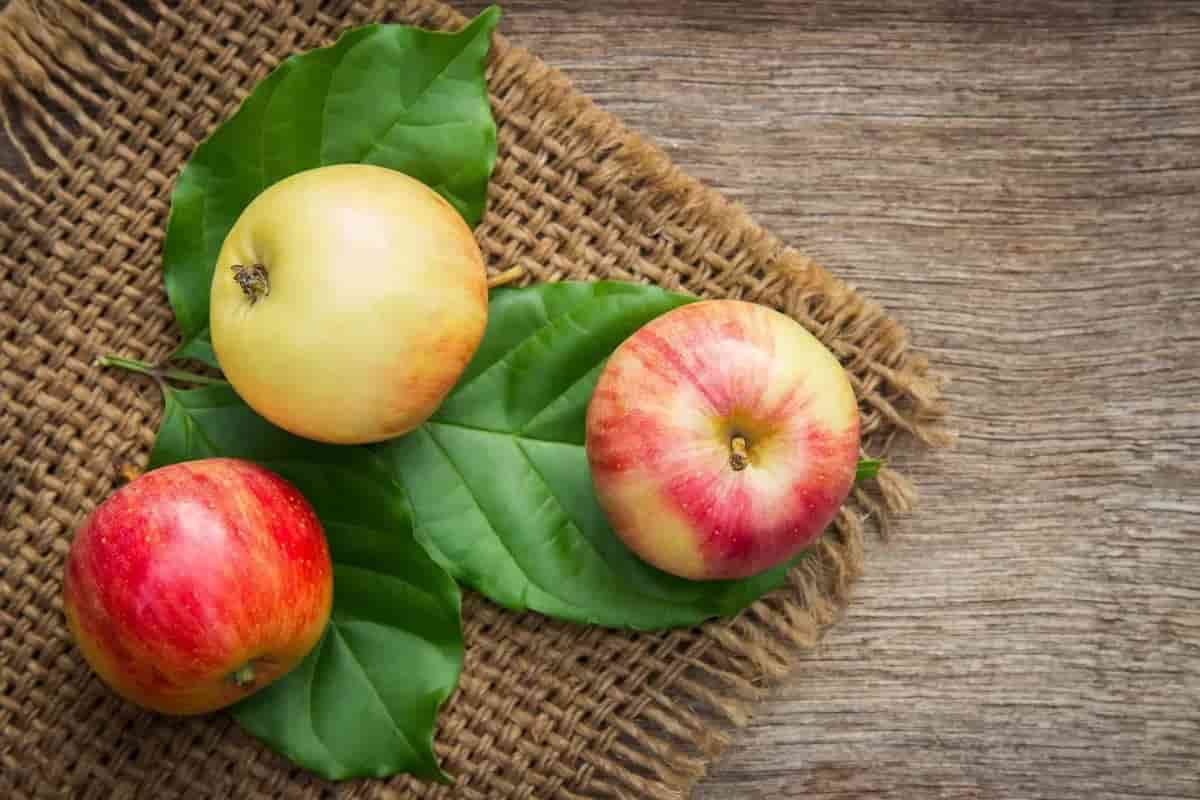 apple fruit annual celebration