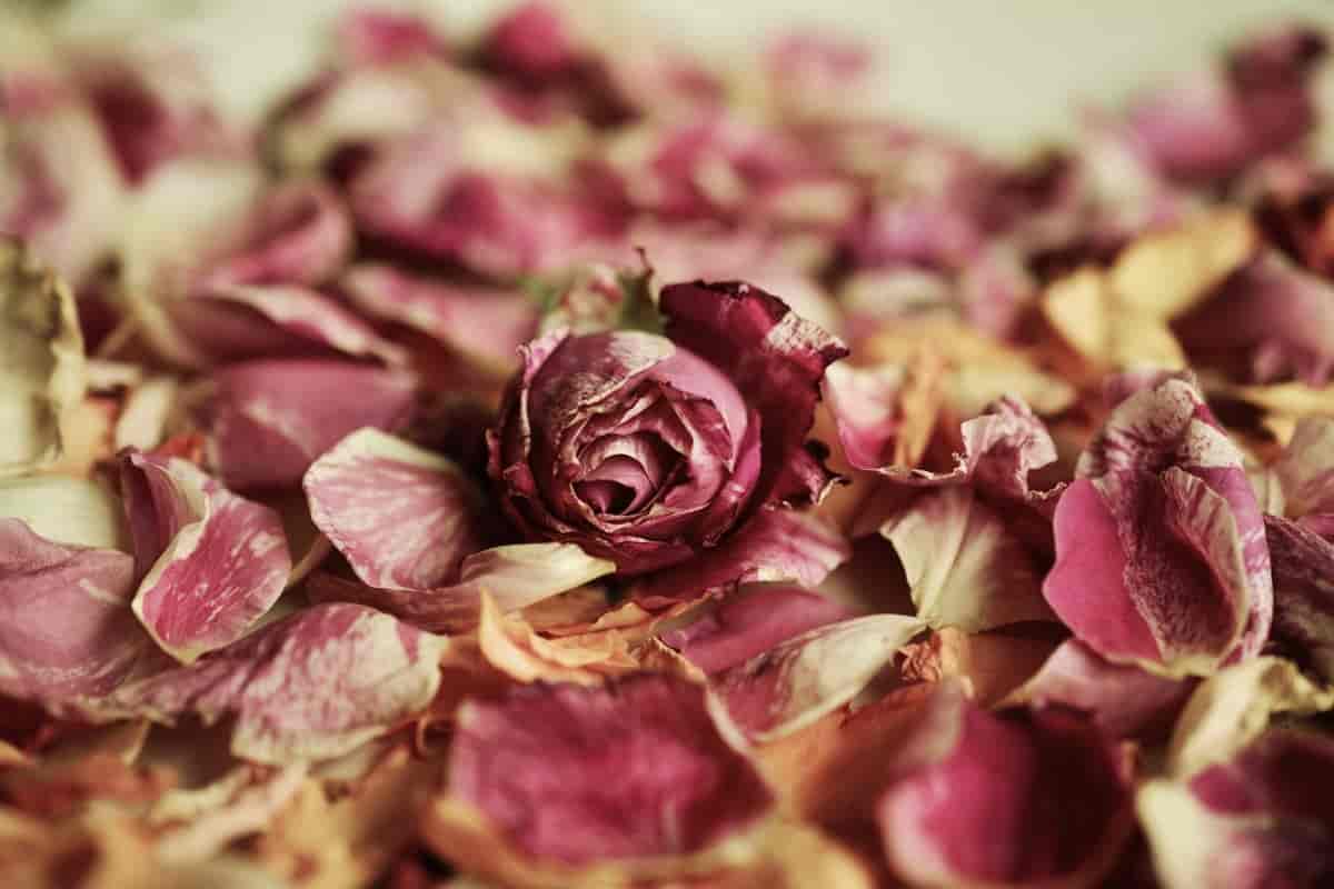 dry rose petals online