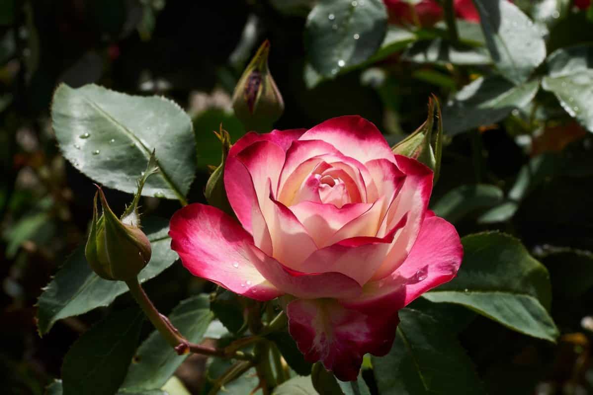 rose petals cafe jenkintown
