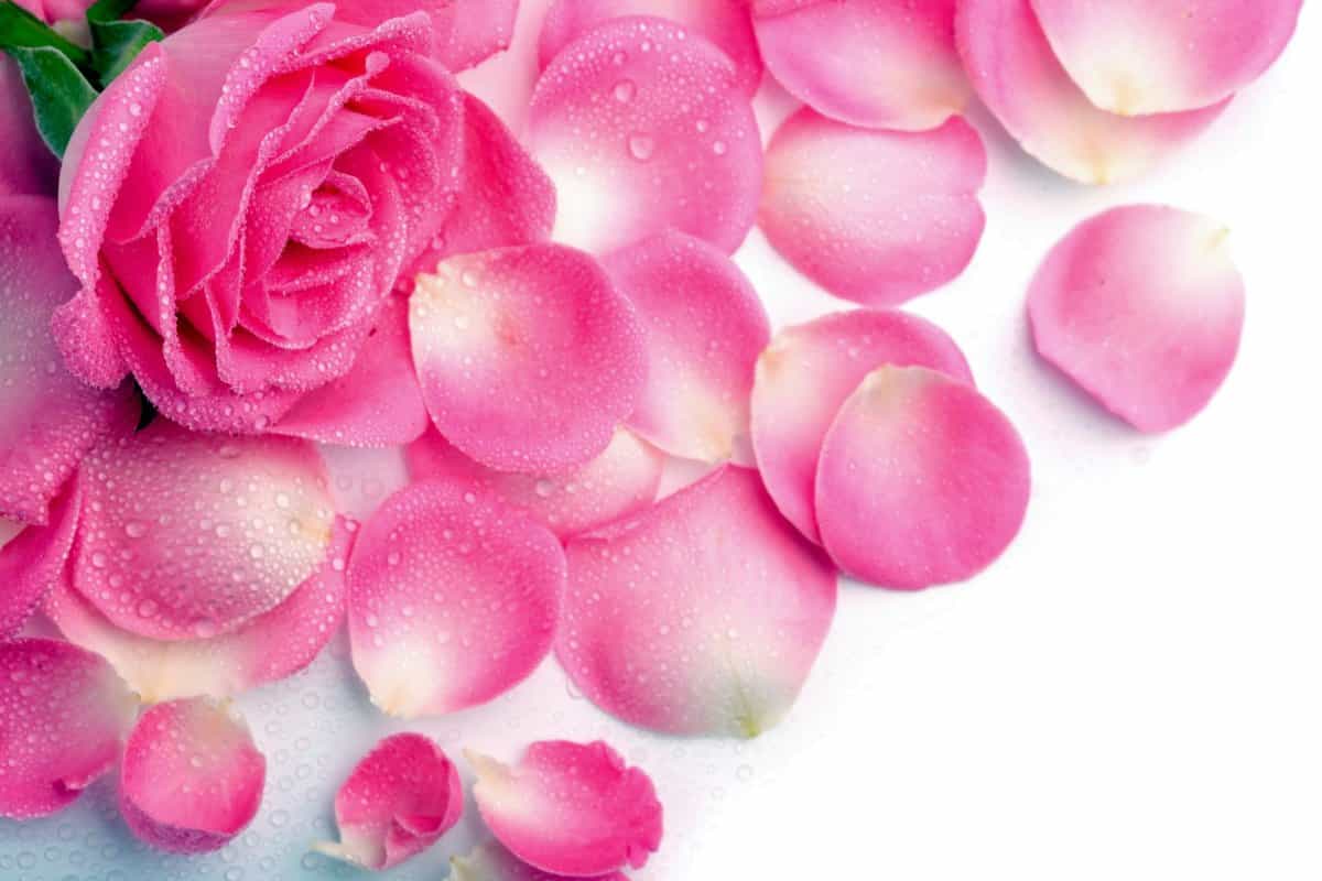 fresh rose petals online