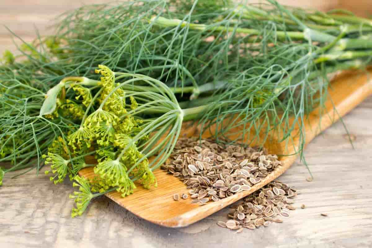 dried dill plant