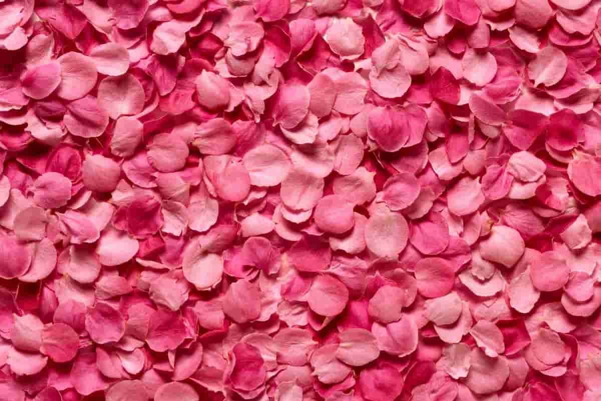 benefits of rose petals in tea