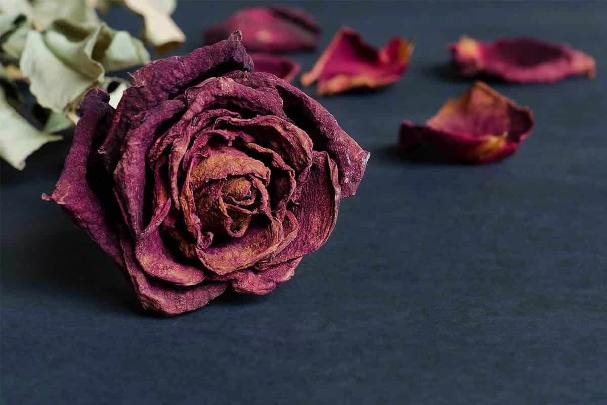 The best current sale price of dried rose with The latest sale price list