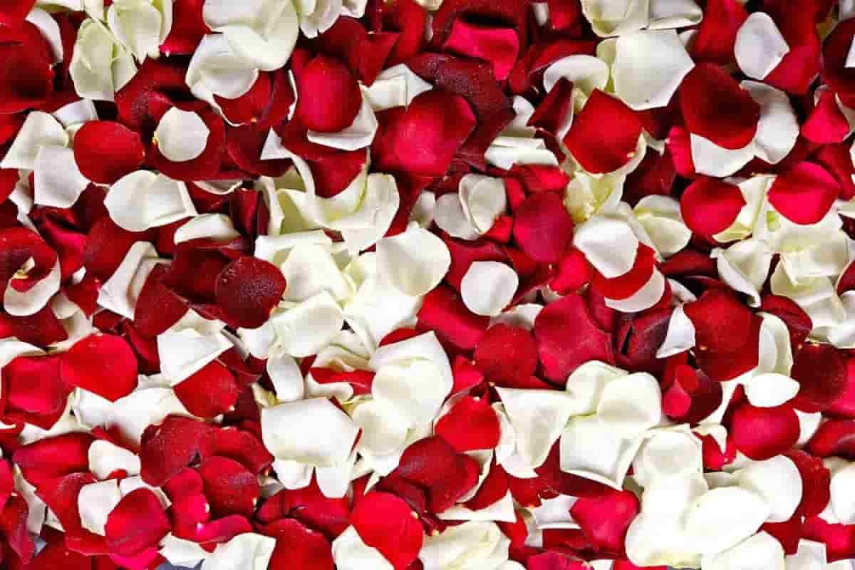rose petals dried edible