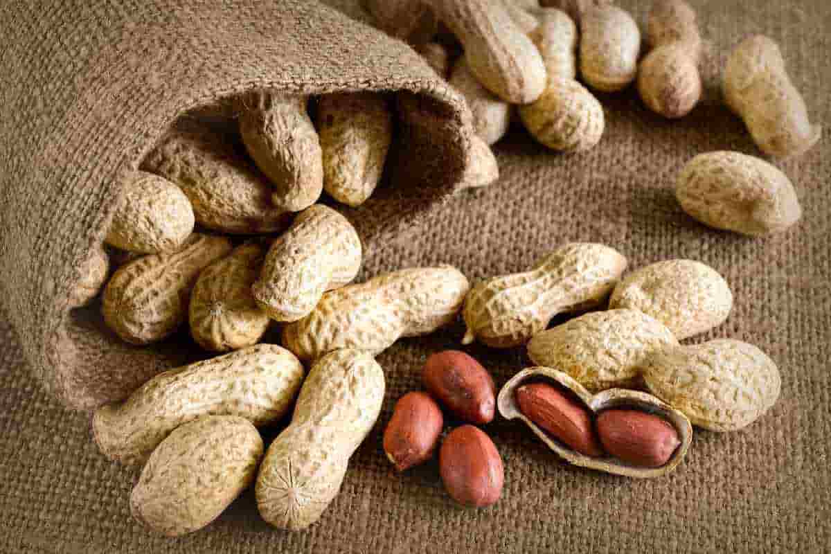growing peanuts in south africa