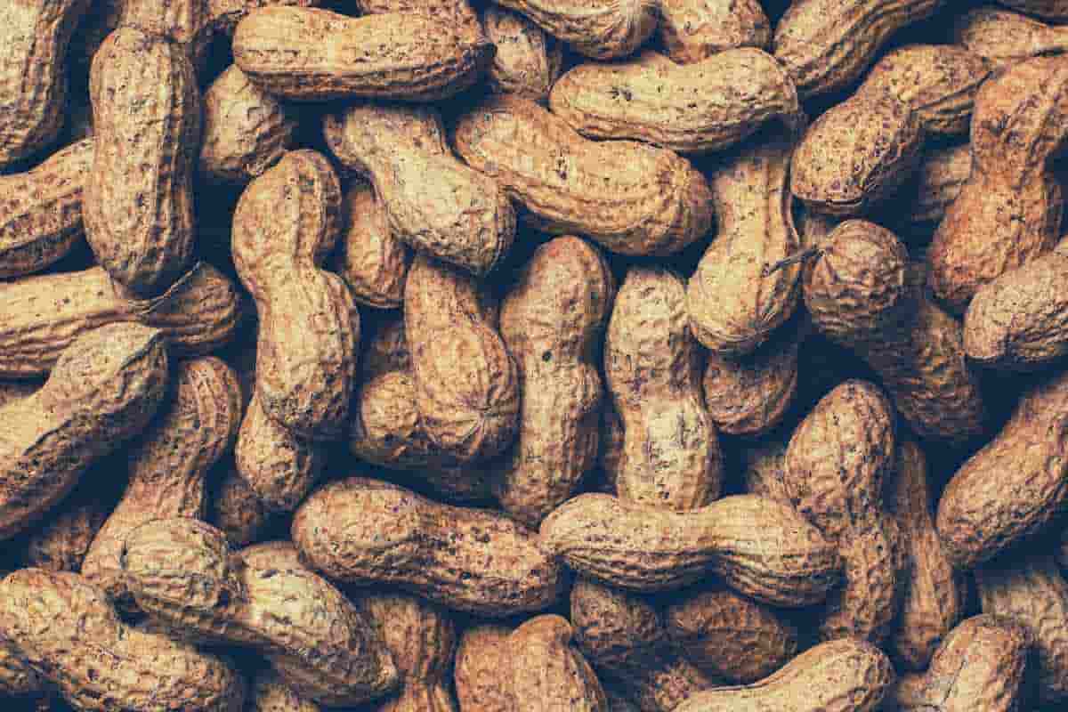 growing peanuts in texas