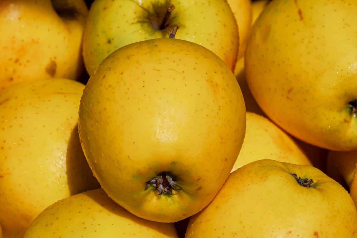 cheap sale iranian golden apple fruit