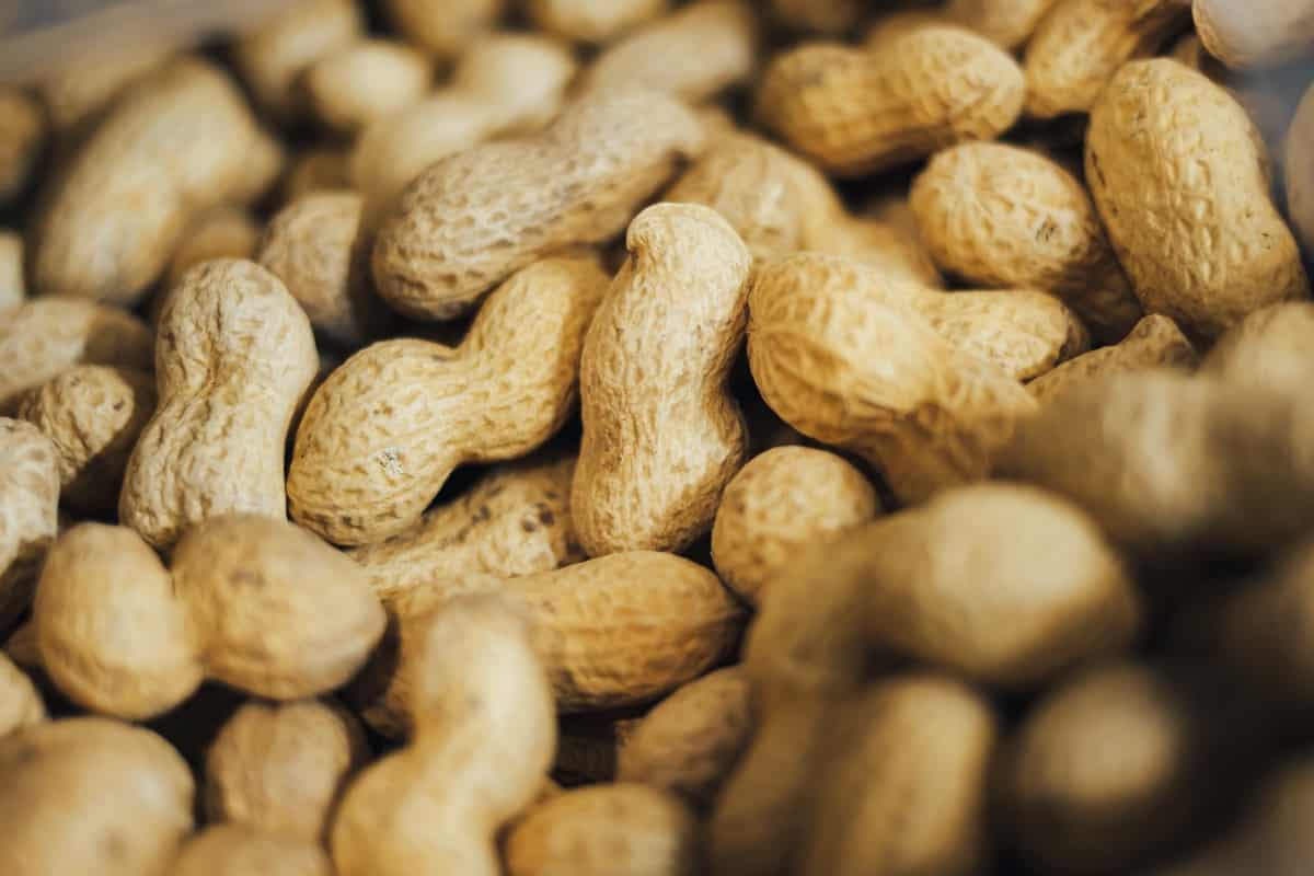 peanuts in the shell for sale