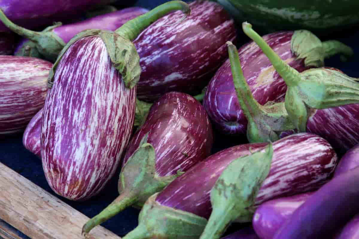 eggplant vs zucchini lasagna