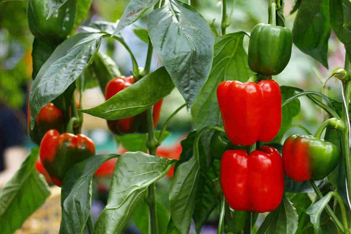 bell pepper calories 100g