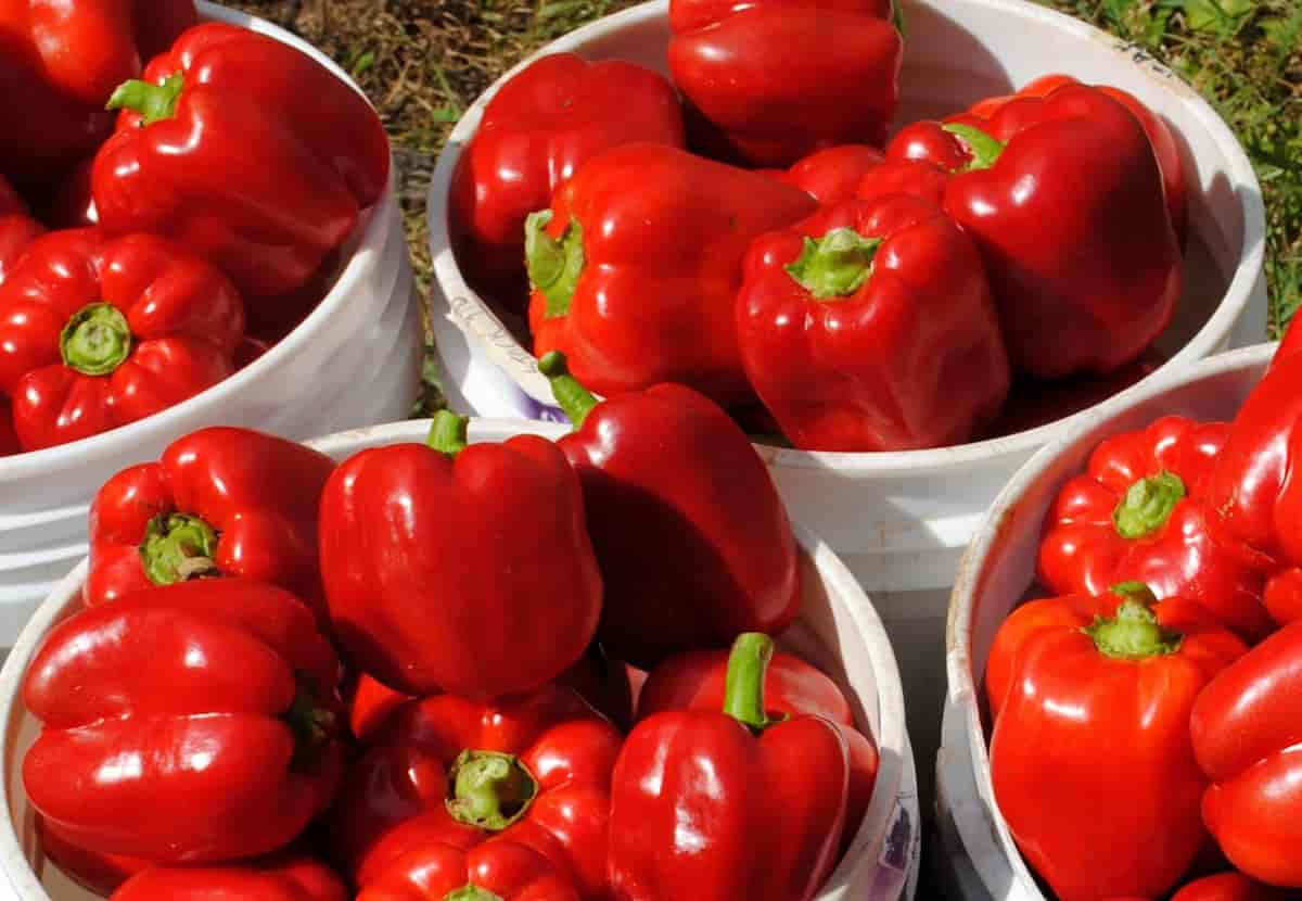 bell pepper recipes vegan