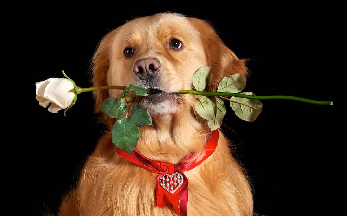 rose petals toxic to dogs